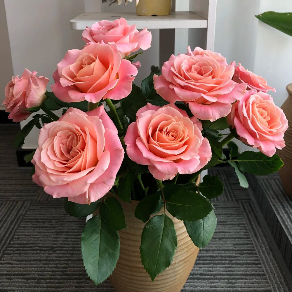 Miss Piggy Dutch Florist Shrub Rose