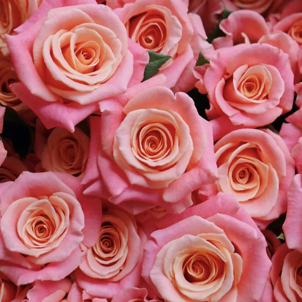 Miss Piggy Dutch Florist Shrub Rose