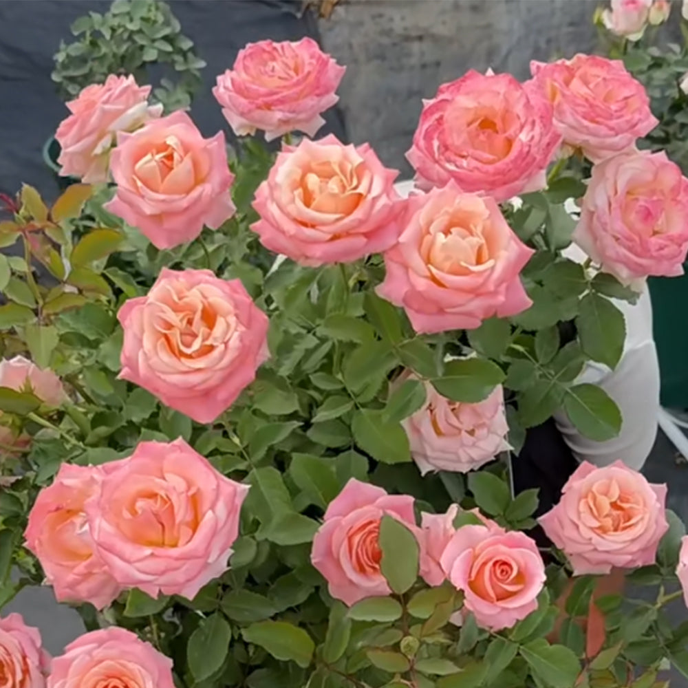 Miss Piggy Dutch Florist Shrub Rose