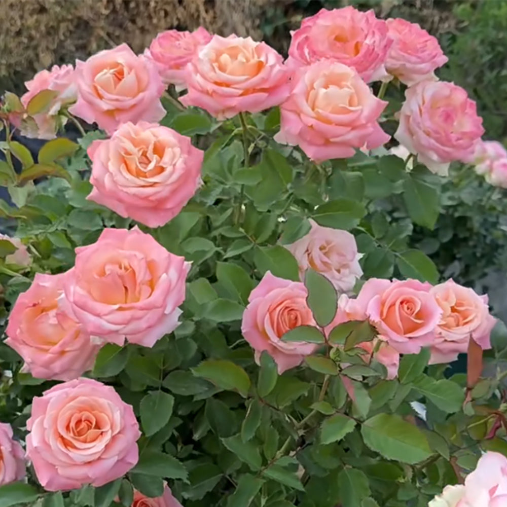 Miss Piggy Dutch Florist Shrub Rose