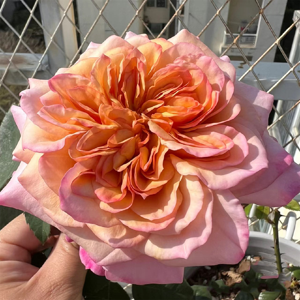 Japanese Florist Shrub Rose Inspired by Miyabi Brown