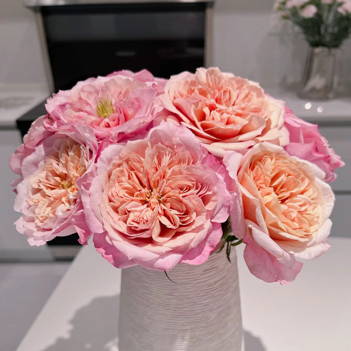 Japanese Florist Shrub Rose Inspired by Miyabi Brown