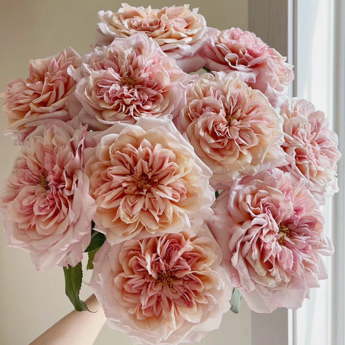Japanese Florist Shrub Rose Inspired by Miyabi Brown
