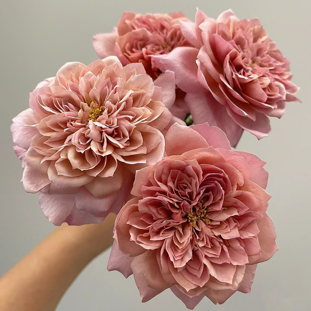 Japanese Florist Shrub Rose Inspired by Miyabi Brown