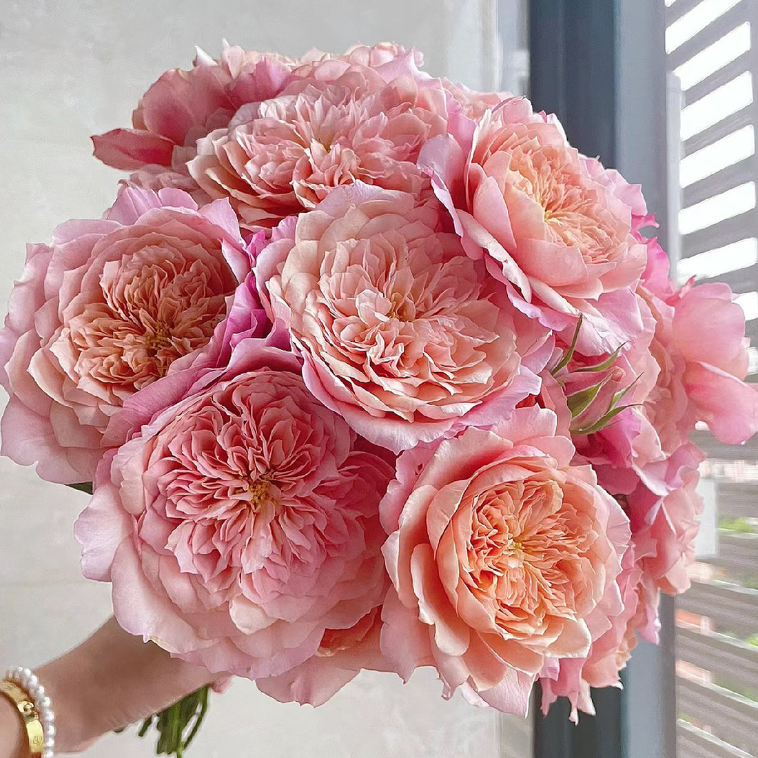 Japanese Florist Shrub Rose Inspired by Miyabi Brown