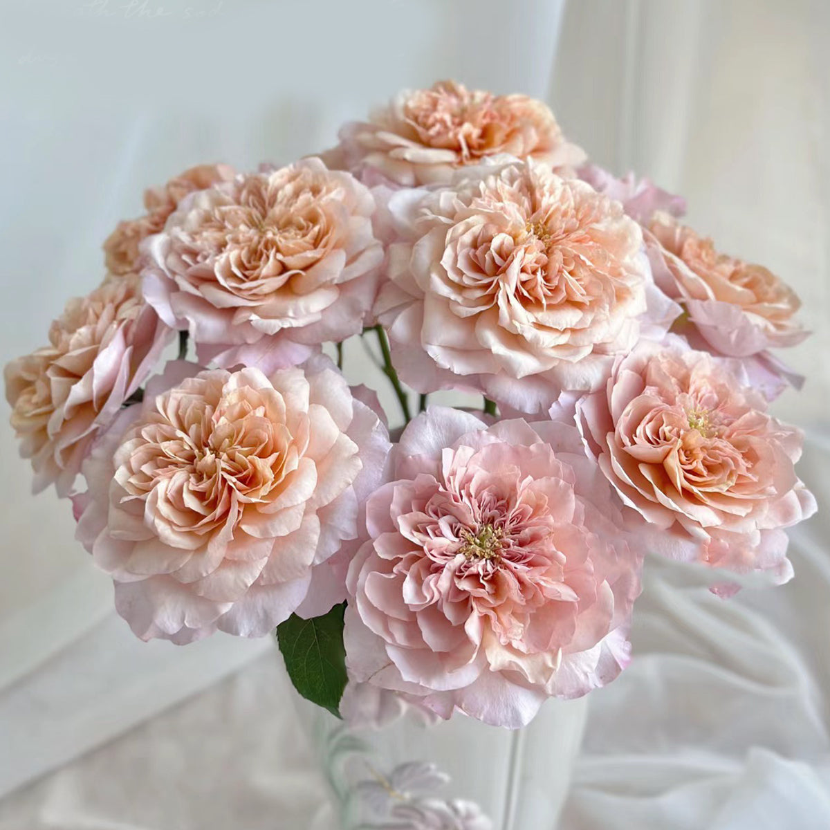 Japanese Florist Shrub Rose Inspired by Miyabi Brown