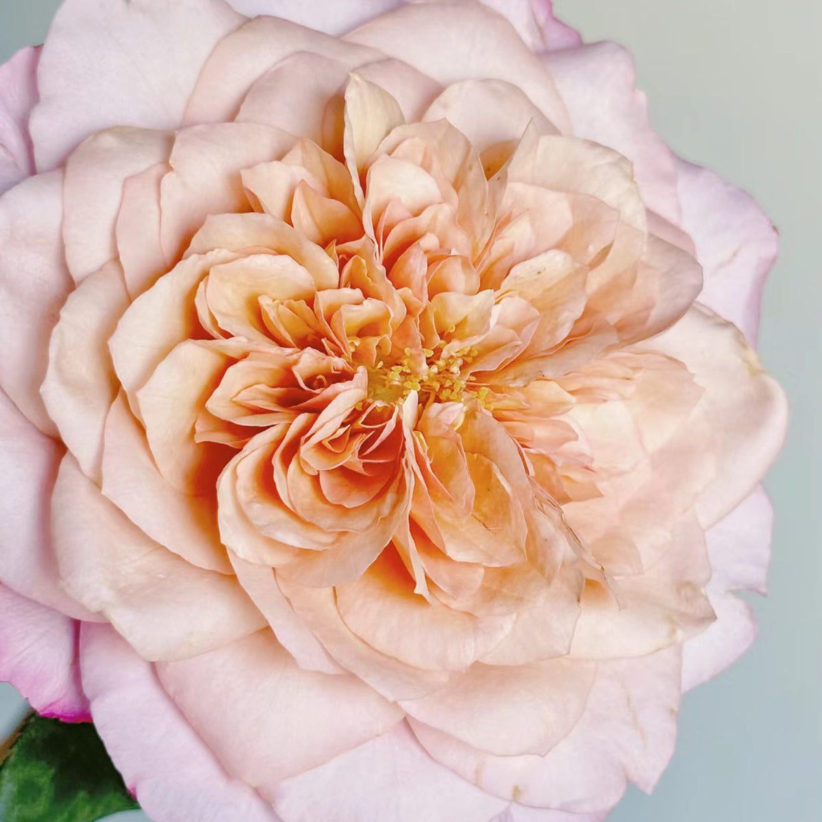 Japanese Florist Shrub Rose Inspired by Miyabi Brown