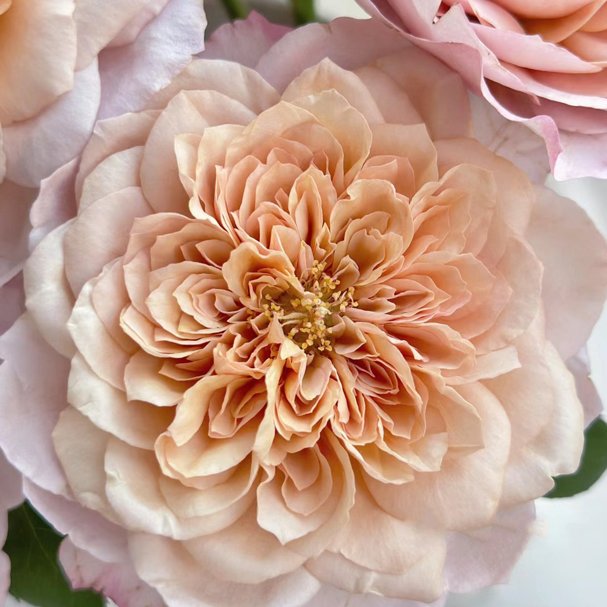 Japanese Florist Shrub Rose Inspired by Miyabi Brown