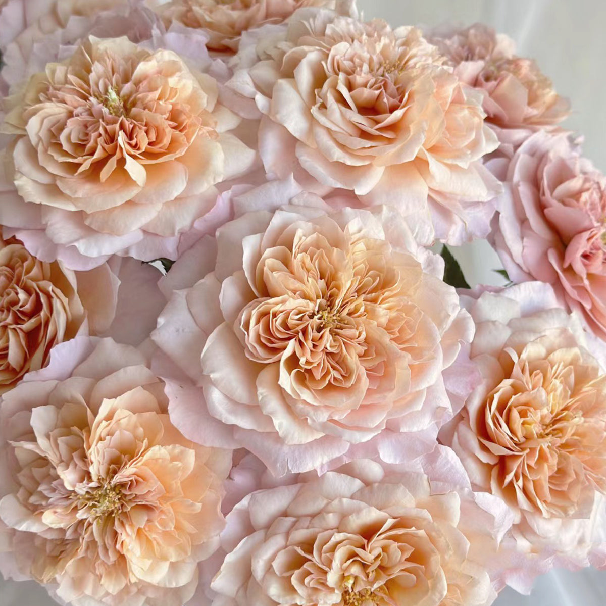 Japanese Florist Shrub Rose Inspired by Miyabi Brown