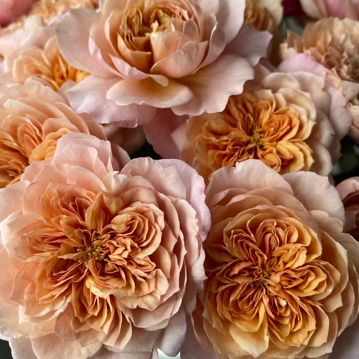 Japanese Florist Shrub Rose Inspired by Miyabi Brown