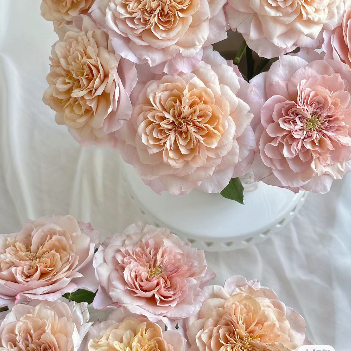 Japanese Florist Shrub Rose Inspired by Miyabi Brown