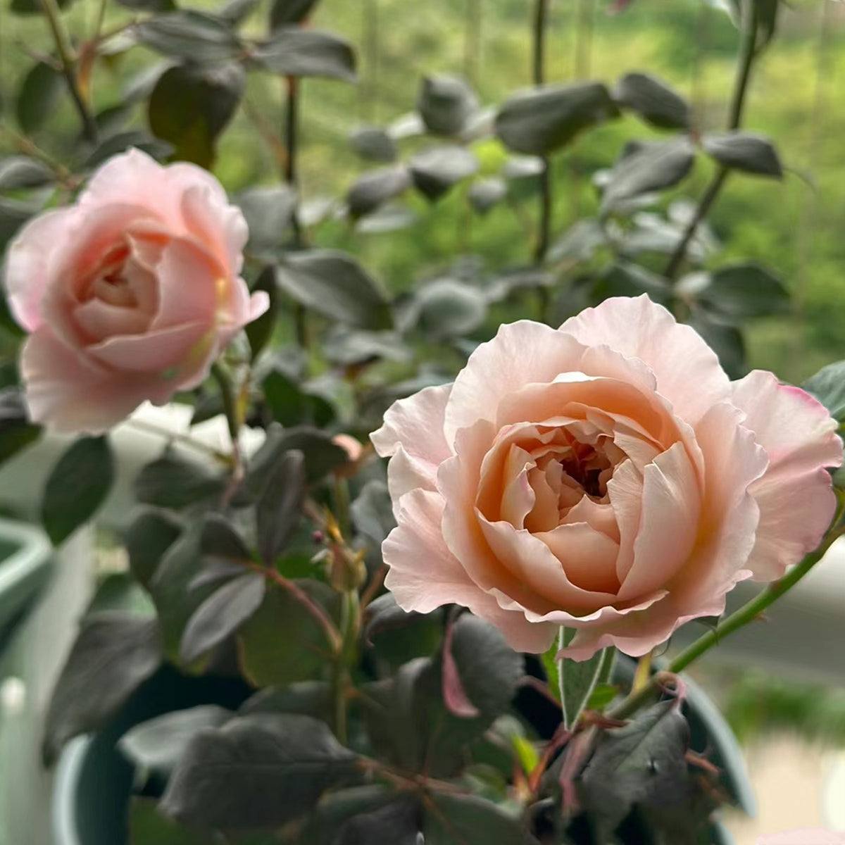 Japanese Florist Shrub Rose Inspired by Miyabi Brown