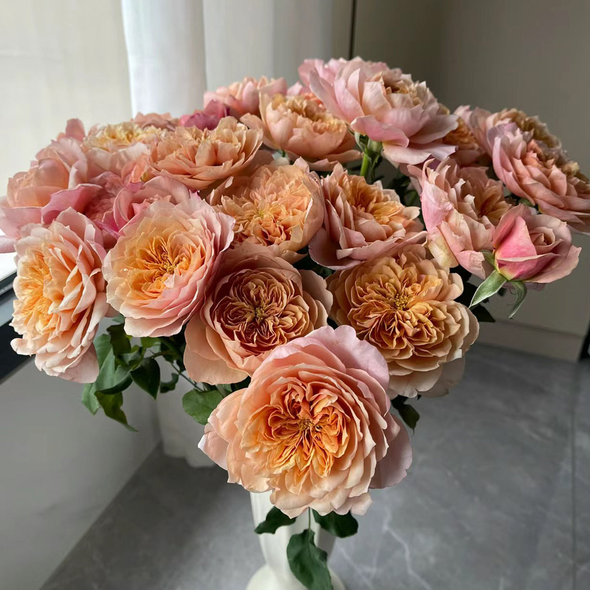 Japanese Florist Shrub Rose Inspired by Miyabi Brown