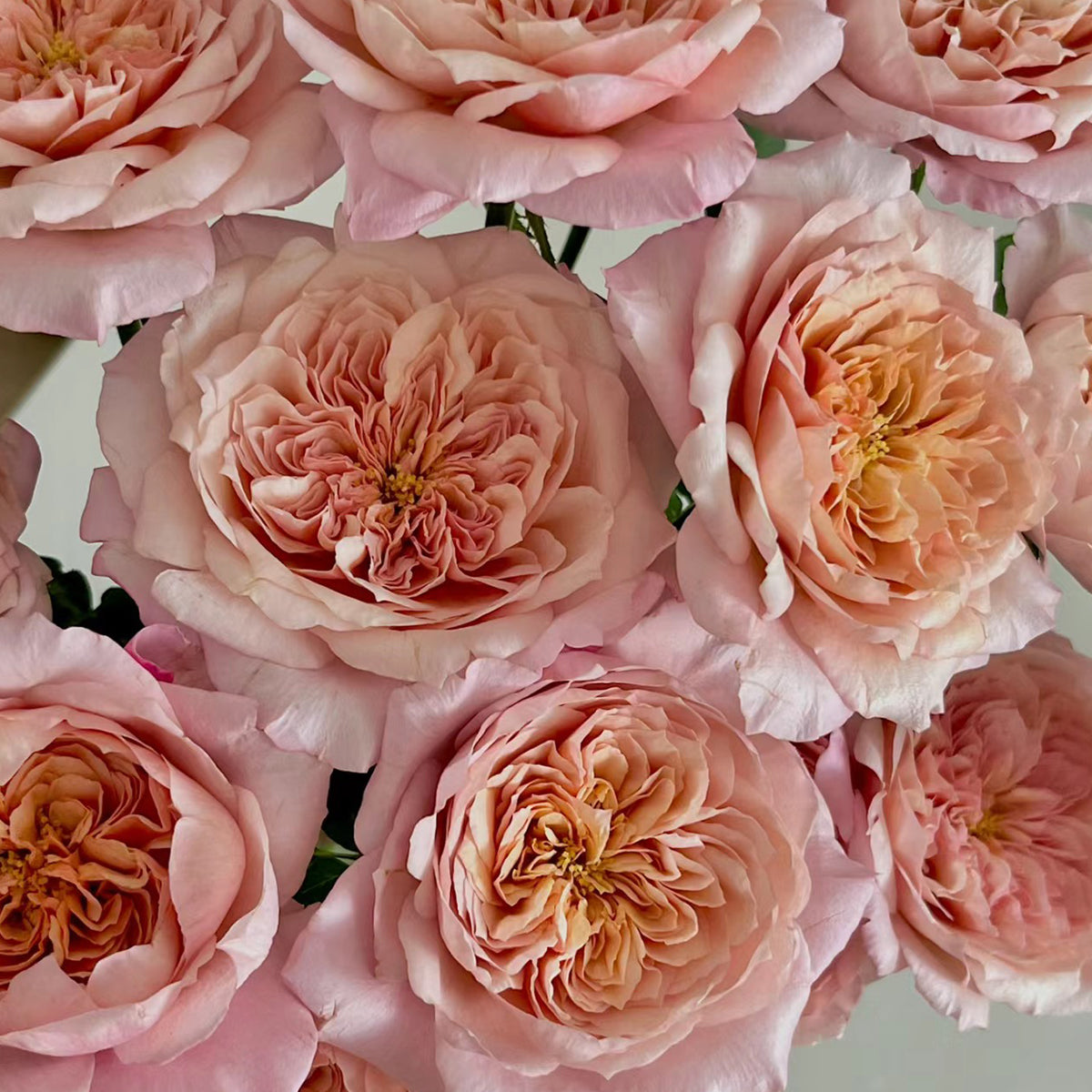 Japanese Florist Shrub Rose Inspired by Miyabi Brown