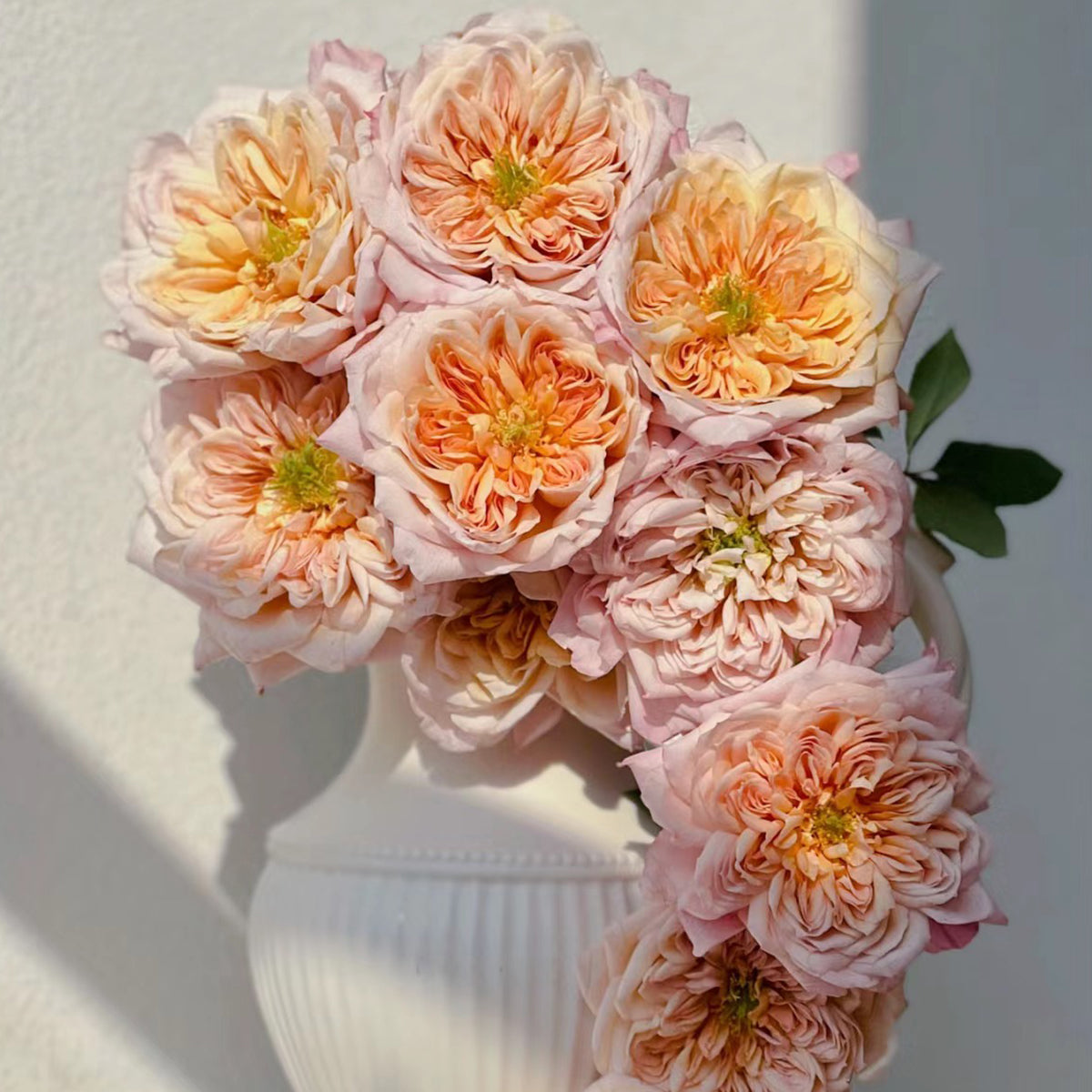 Japanese Florist Shrub Rose Inspired by Miyabi Brown