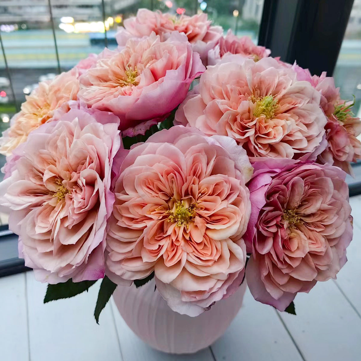 Japanese Florist Shrub Rose Inspired by Miyabi Brown