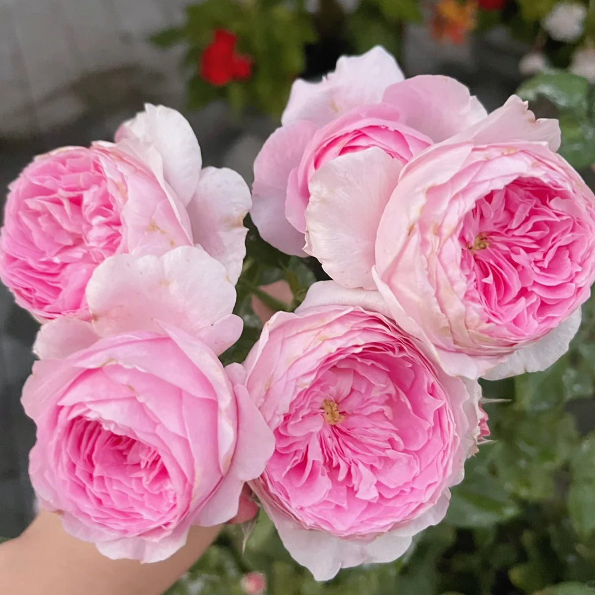 Miyako Japanese Garden Shrub Rose