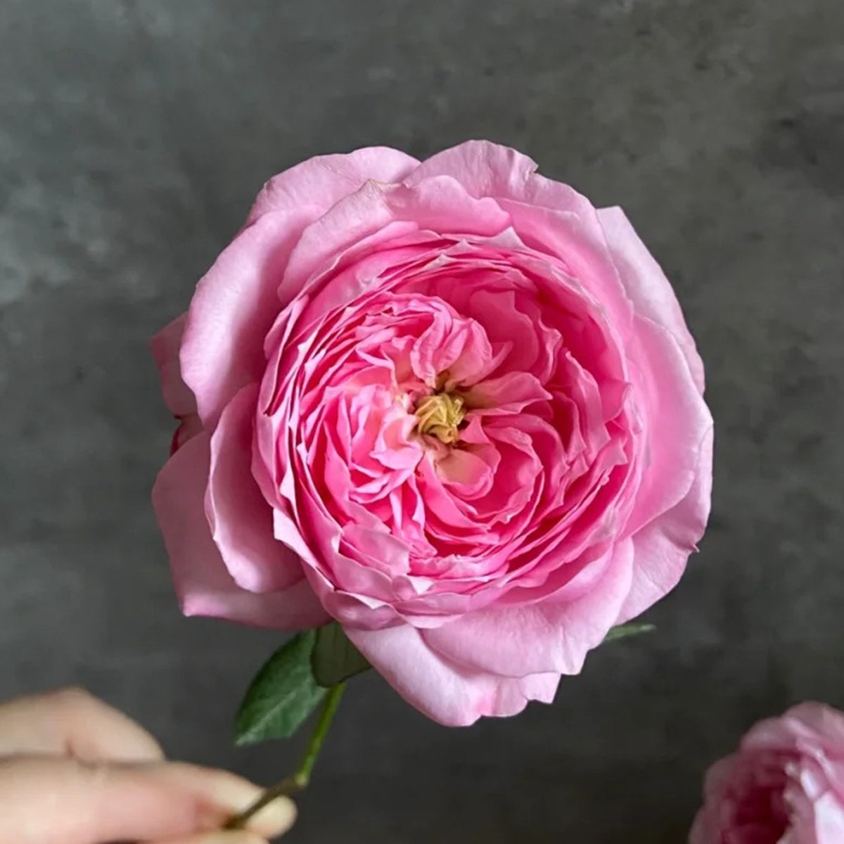 Miyako Japanese Garden Shrub Rose