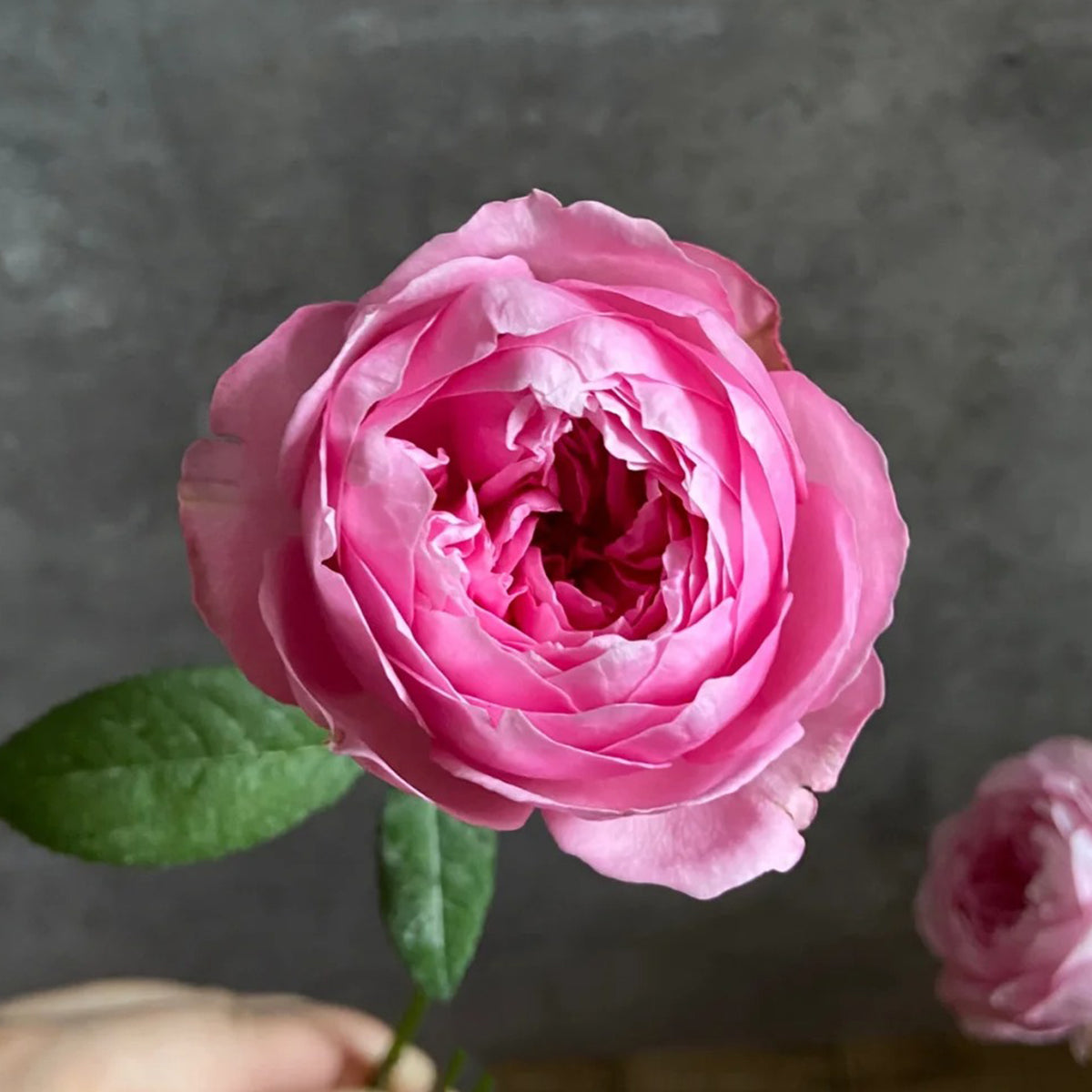 Miyako Japanese Garden Shrub Rose