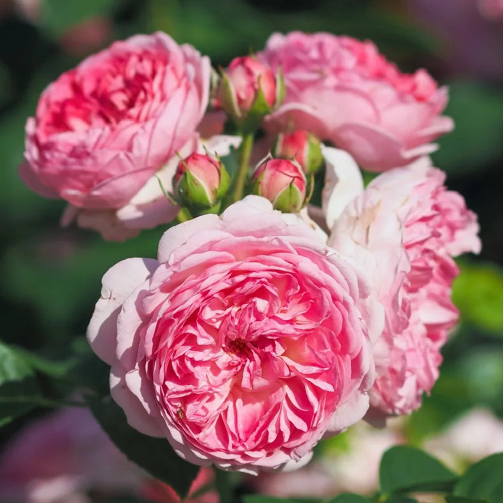 Modern Art German Florist Shrub Rose