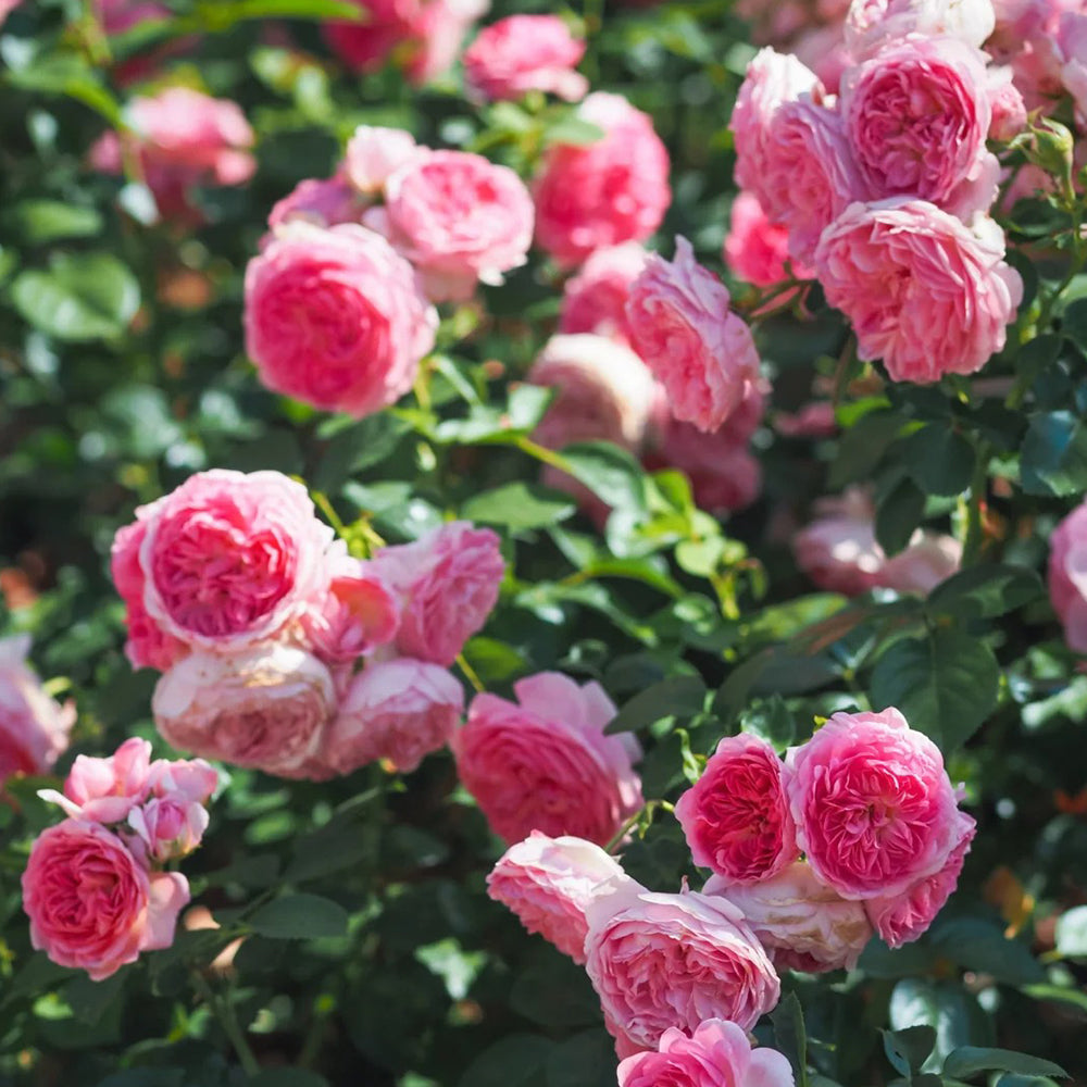 Modern Art German Florist Shrub Rose