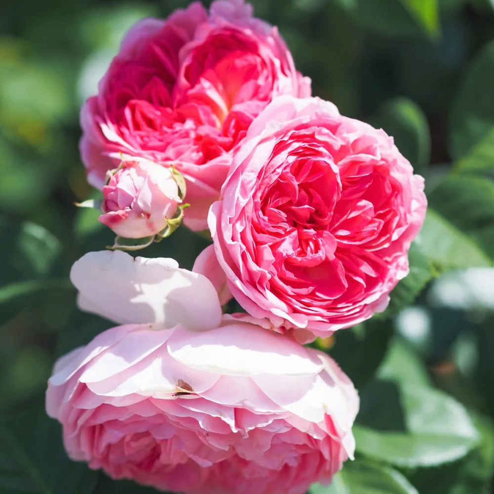 Modern Art German Florist Shrub Rose