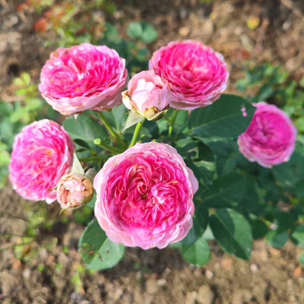 Modern Art German Florist Shrub Rose