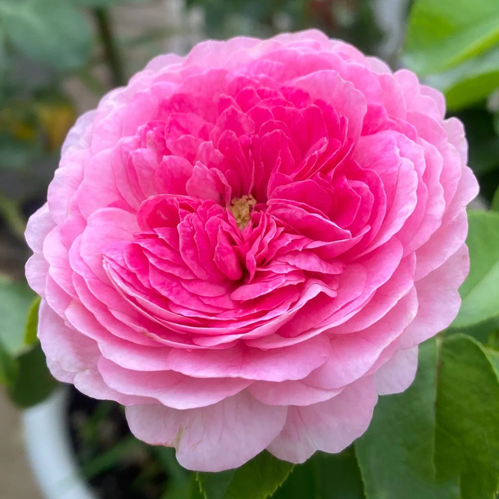 Modern Art German Florist Shrub Rose