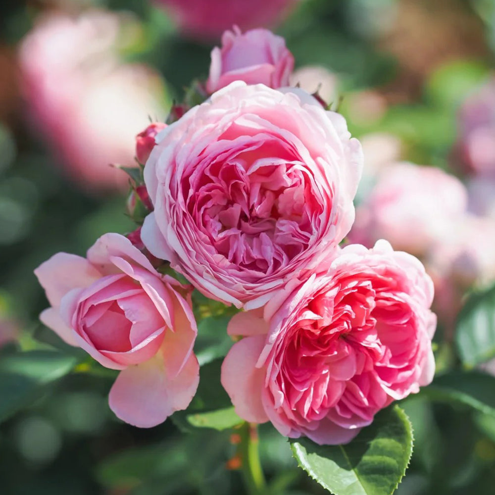 Modern Art German Florist Shrub Rose