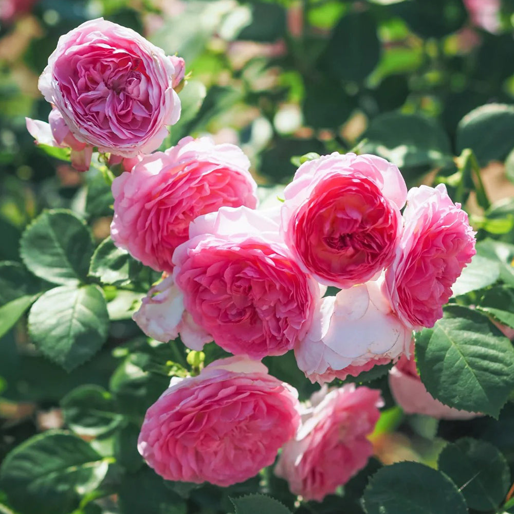 Modern Art German Florist Shrub Rose