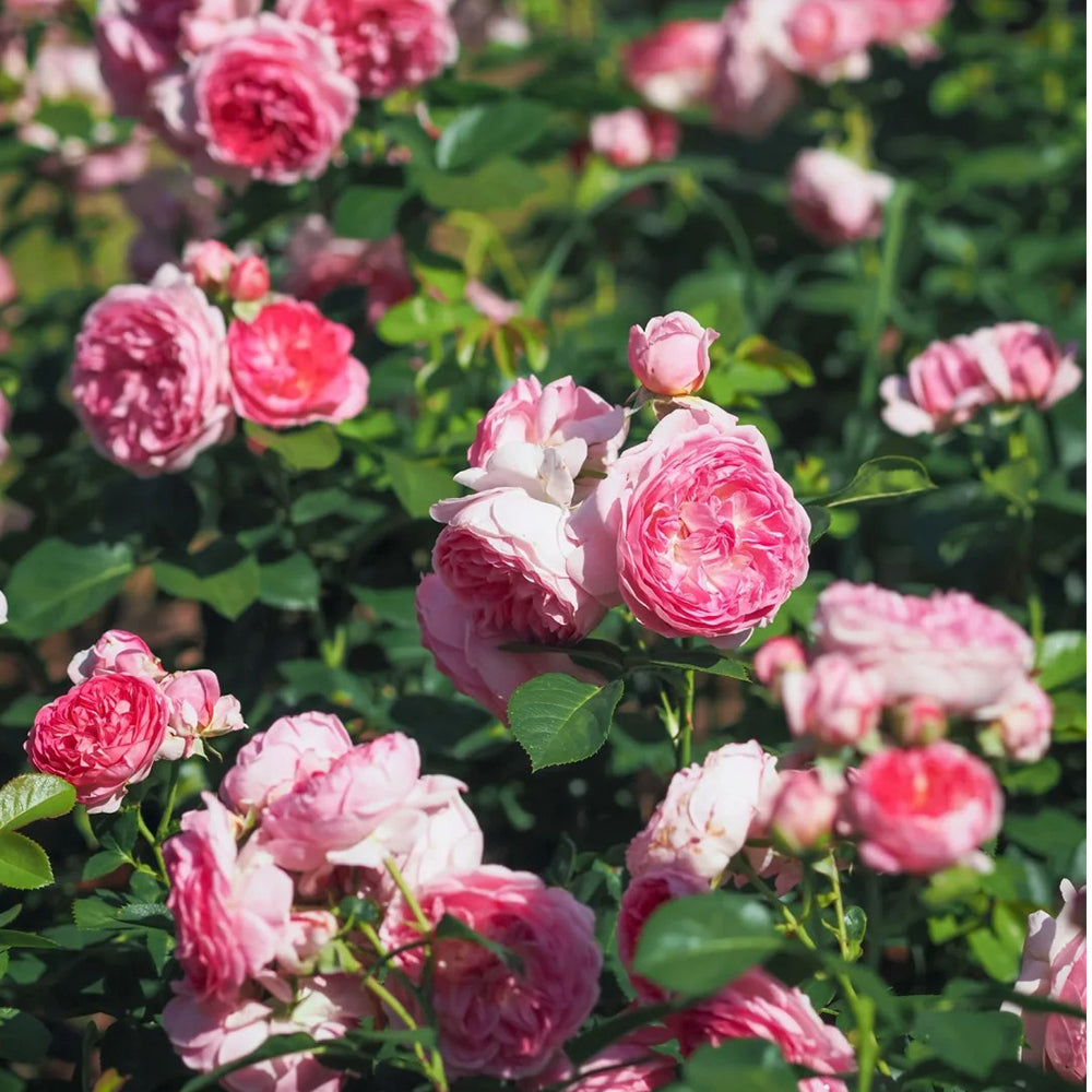 Modern Art German Florist Shrub Rose