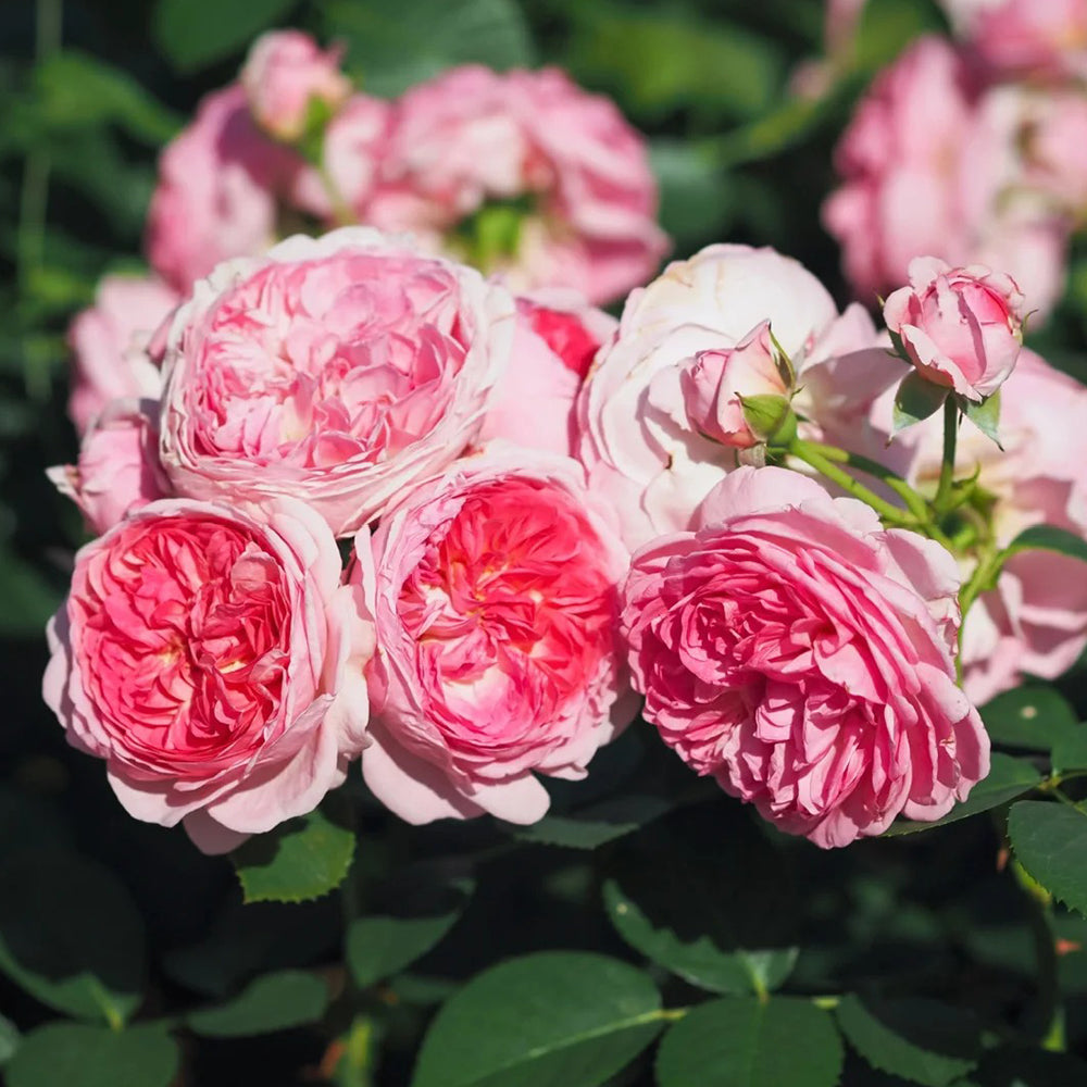Modern Art German Florist Shrub Rose