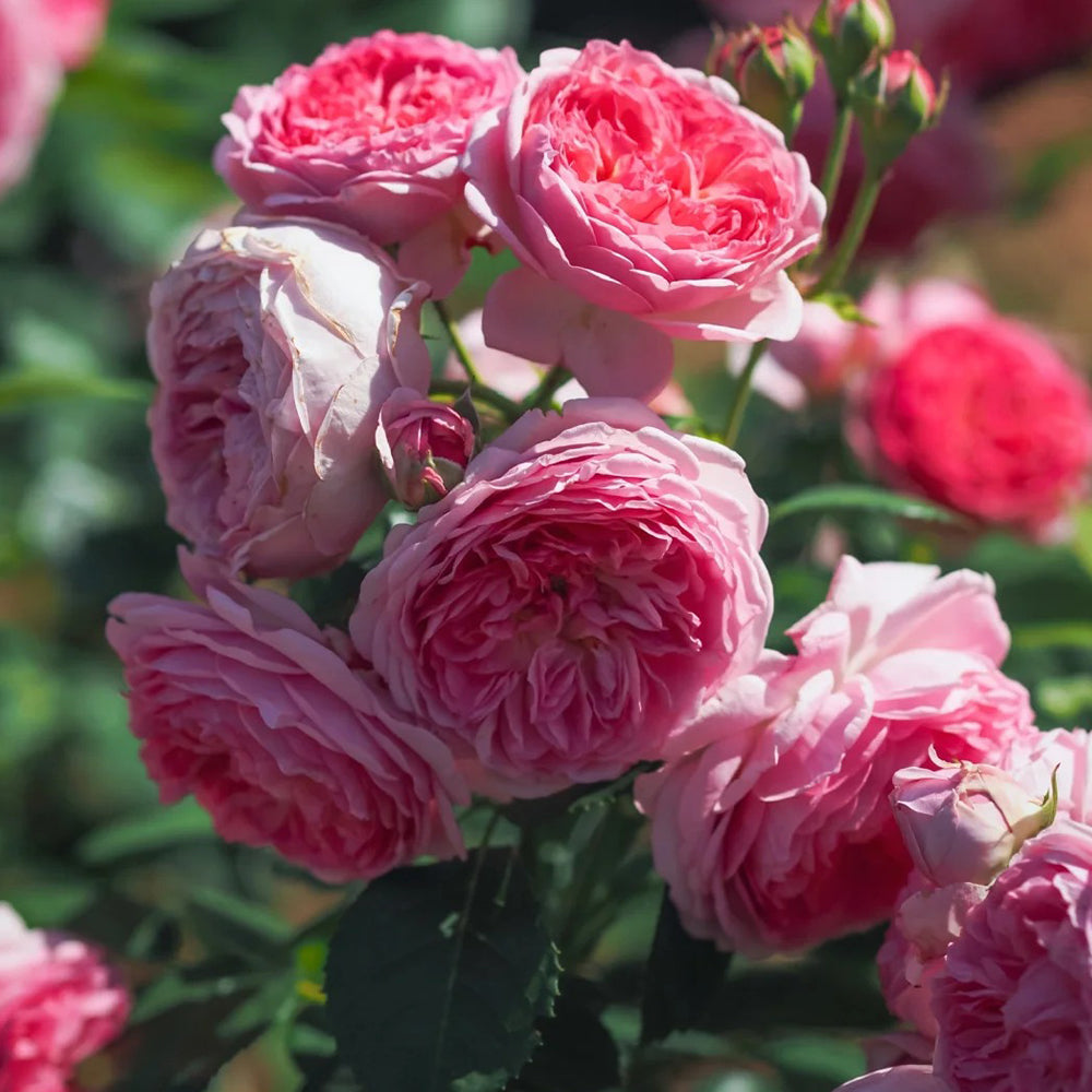 Modern Art German Florist Shrub Rose