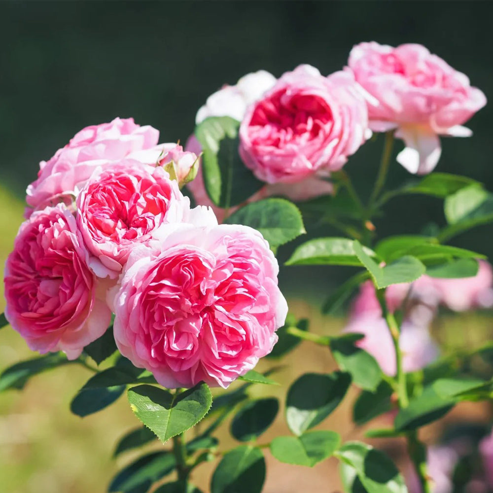 Modern Art German Florist Shrub Rose