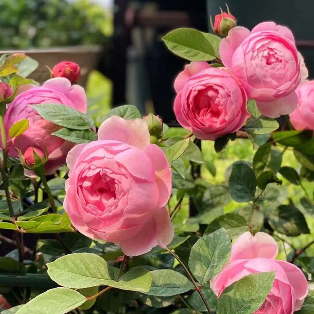 Momoka Japanese Florist Shrub Rose