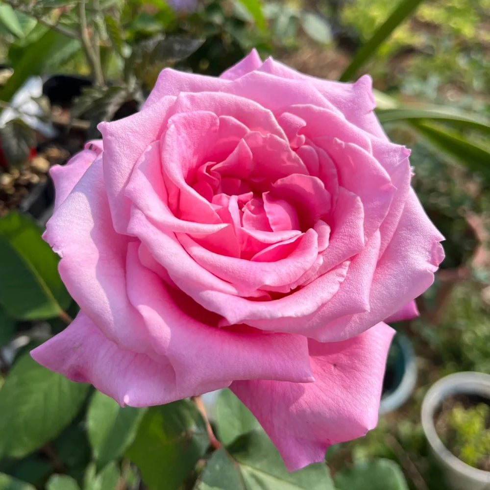 Momoka Japanese Florist Shrub Rose