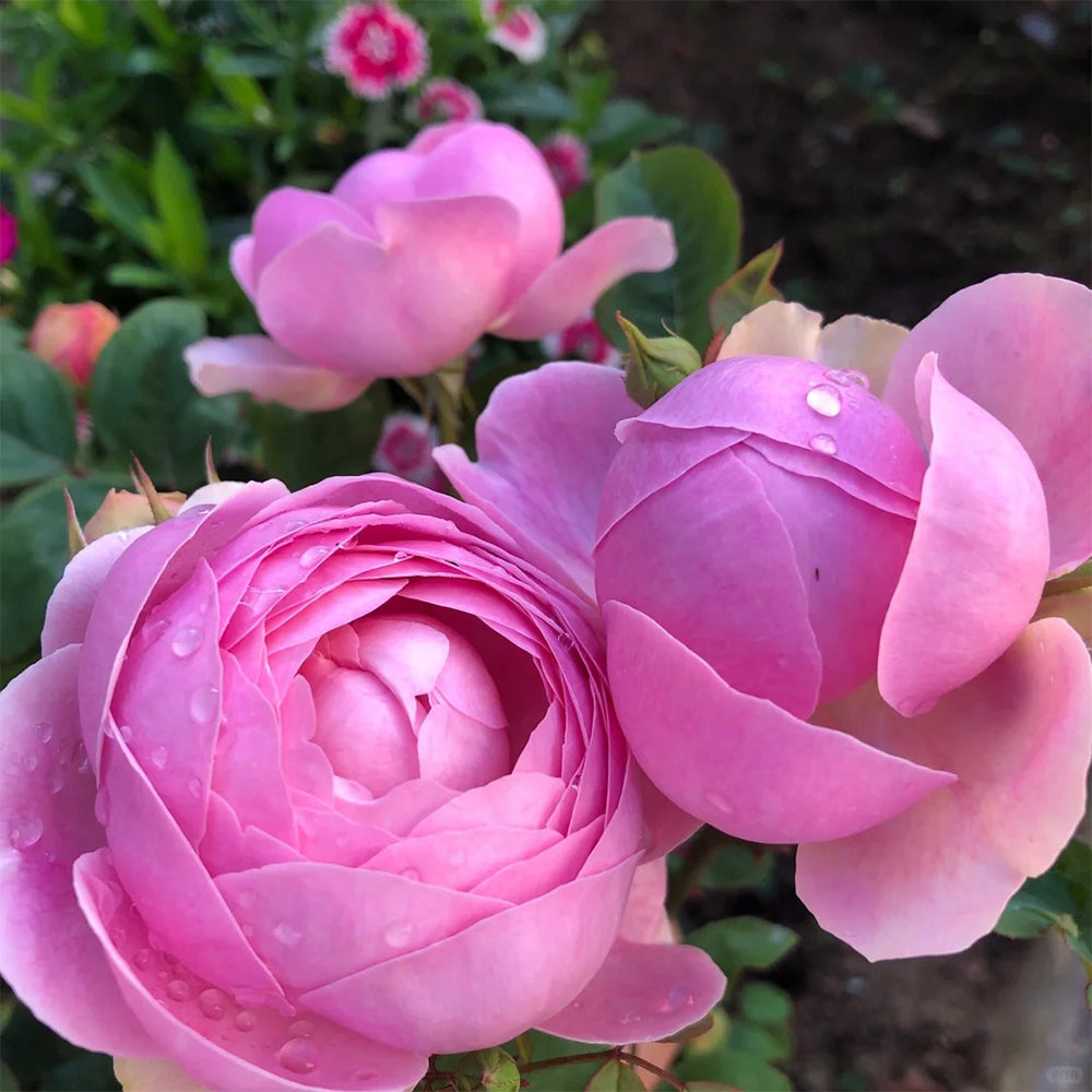 Momoka Japanese Florist Shrub Rose