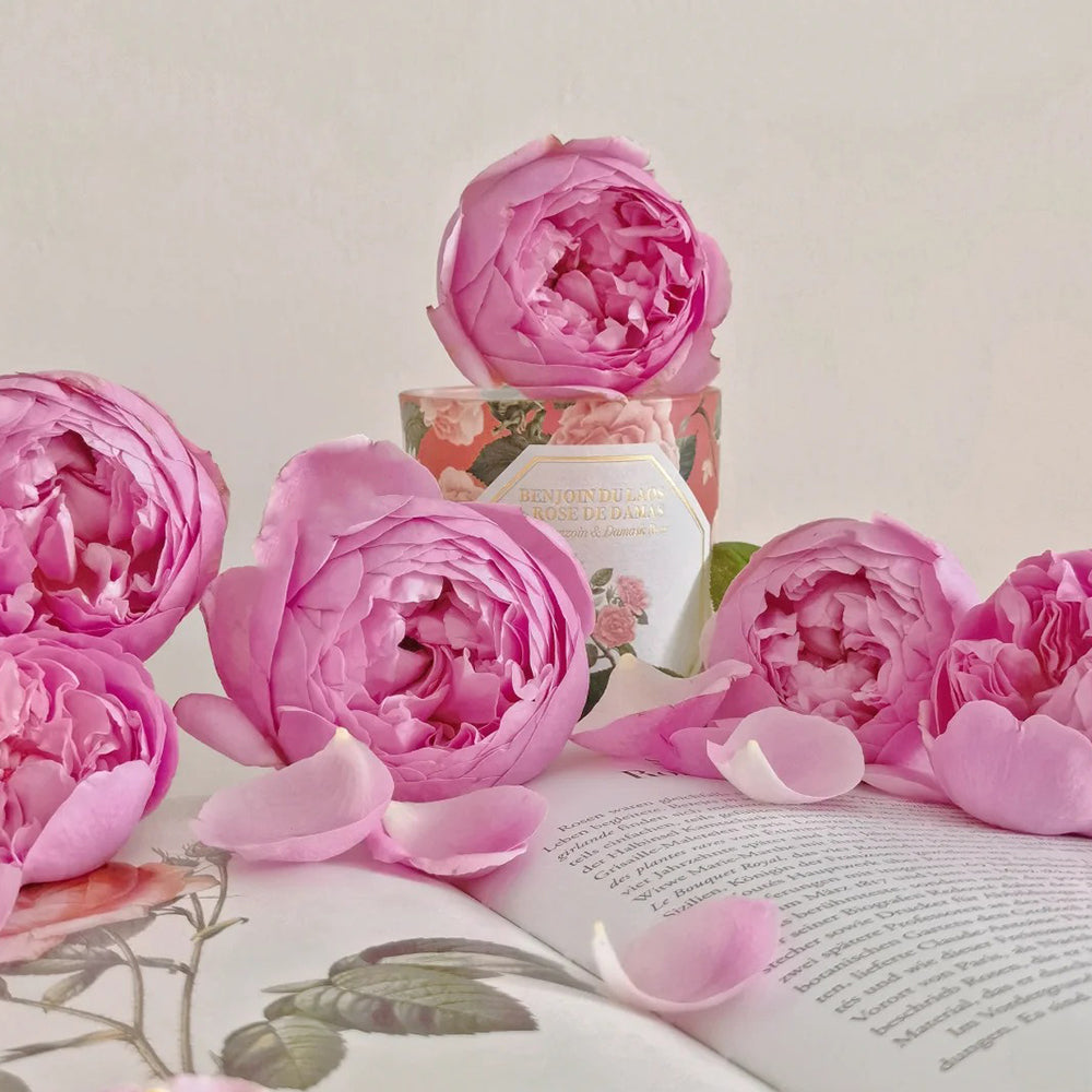 Momoka Japanese Florist Shrub Rose