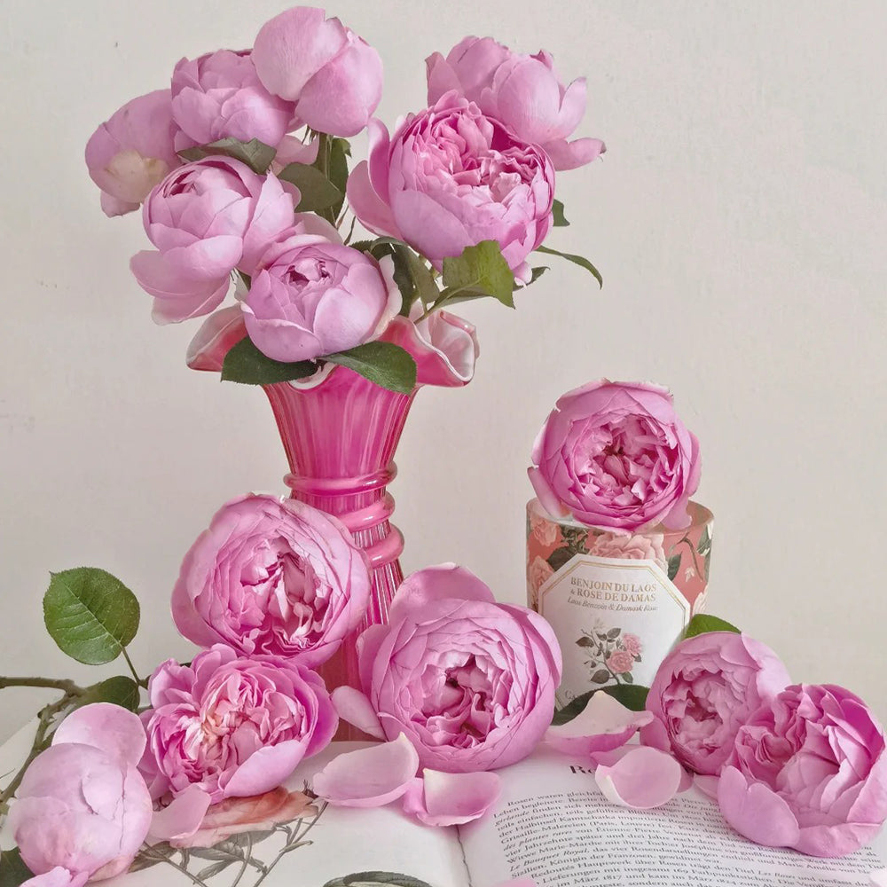 Momoka Japanese Florist Shrub Rose