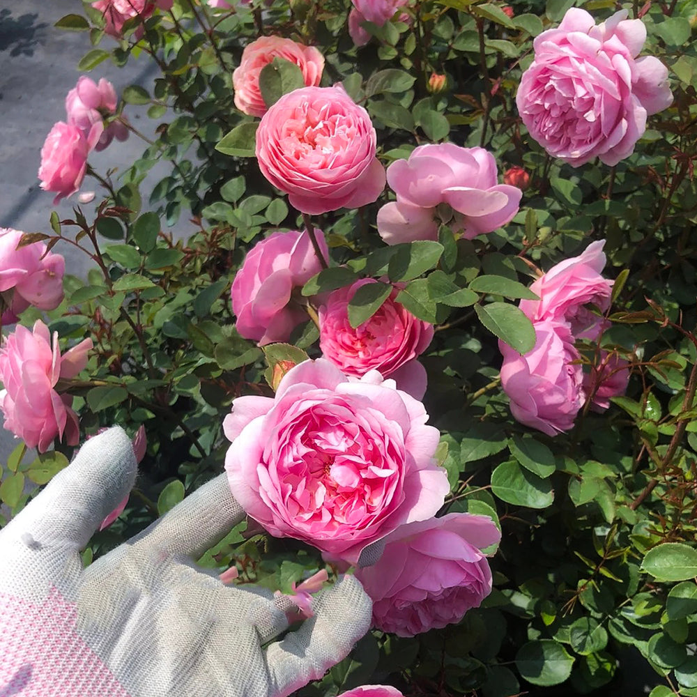 Momoka Japanese Florist Shrub Rose