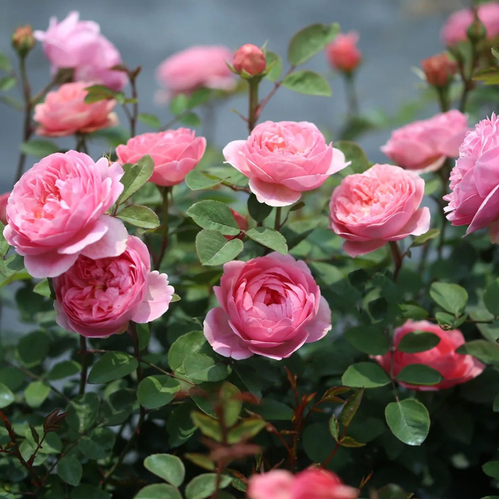 Momoka Japanese Florist Shrub Rose