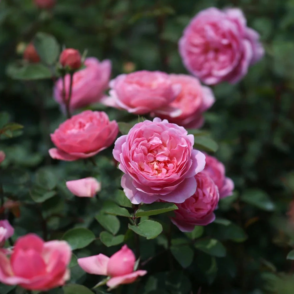 Momoka Japanese Florist Shrub Rose