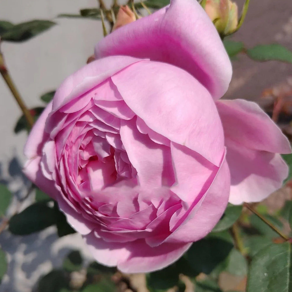 Momoka Japanese Florist Shrub Rose
