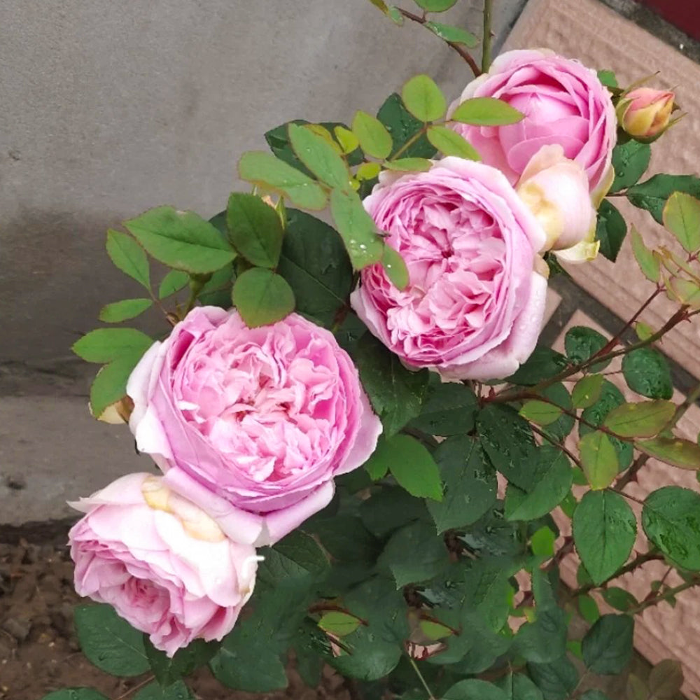 Momoka Japanese Florist Shrub Rose