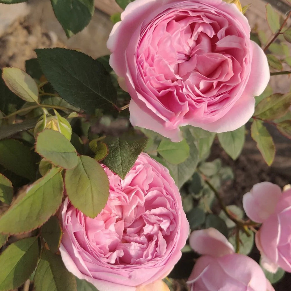 Momoka Japanese Florist Shrub Rose