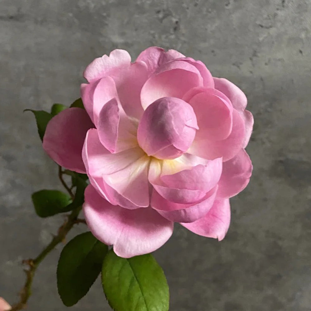 Momoka Japanese Florist Shrub Rose