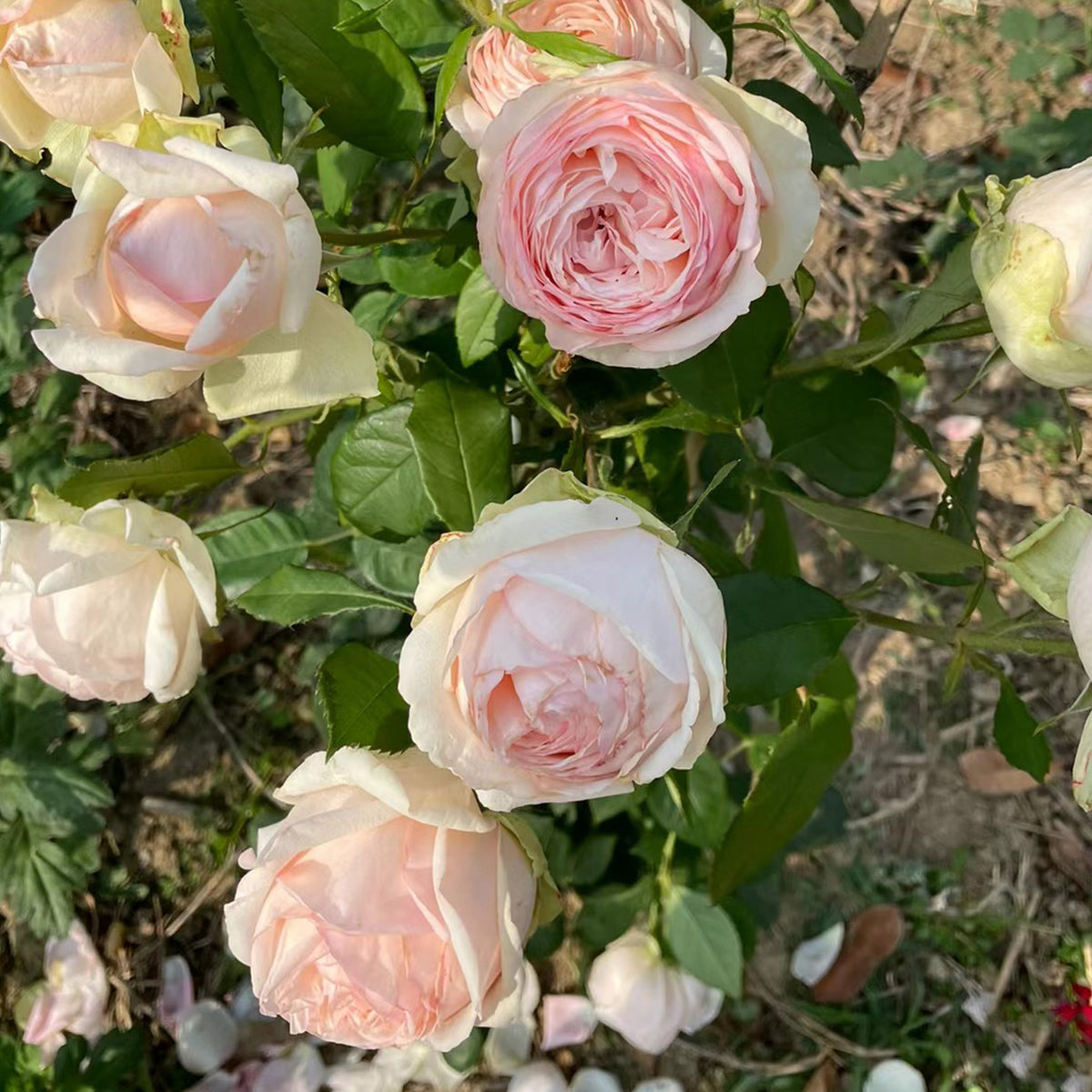 Mona Lisa Japanese Florist Shrub Rose