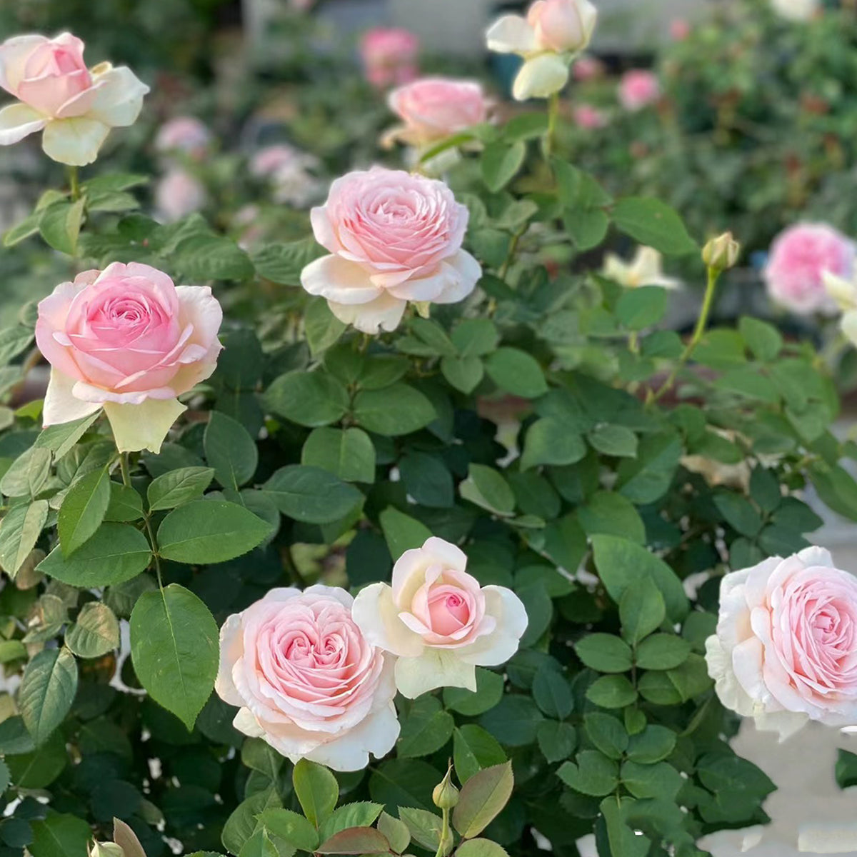 Mona Lisa Japanese Florist Shrub Rose