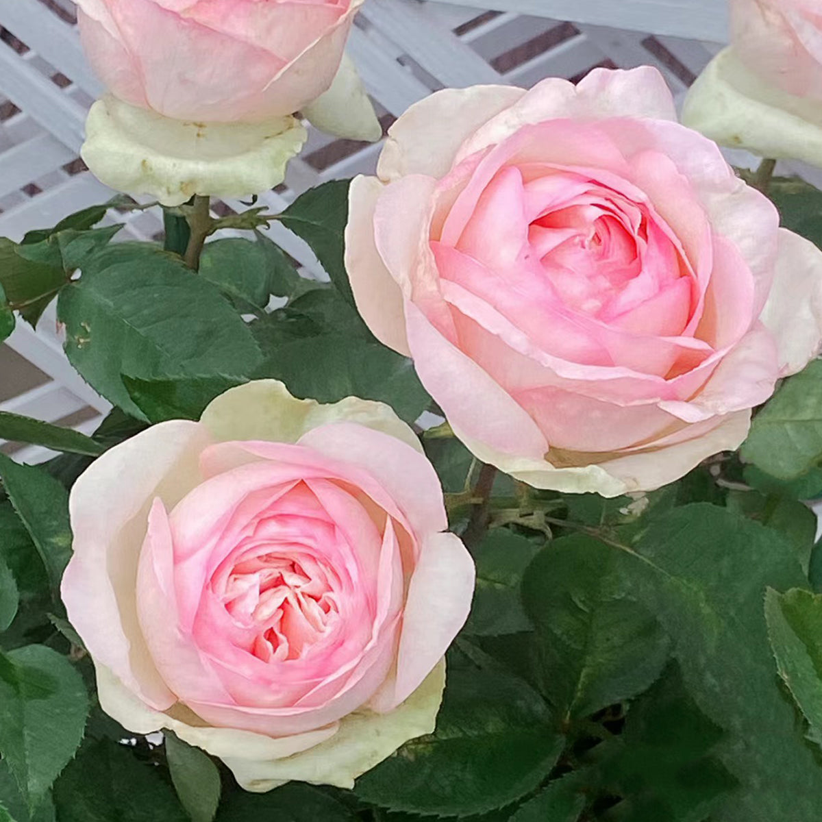 Mona Lisa Japanese Florist Shrub Rose