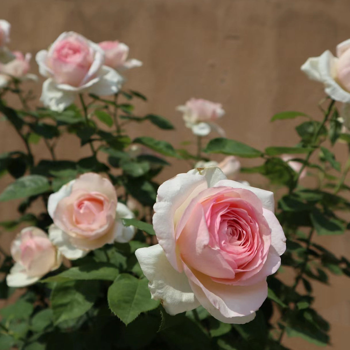 Mona Lisa Japanese Florist Shrub Rose